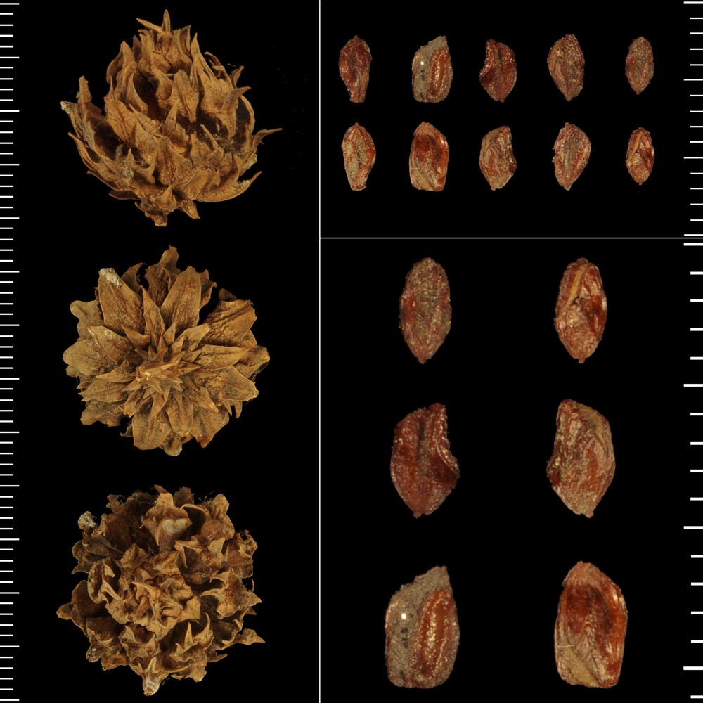 cryptomeria japonica (l. fil.) d. don