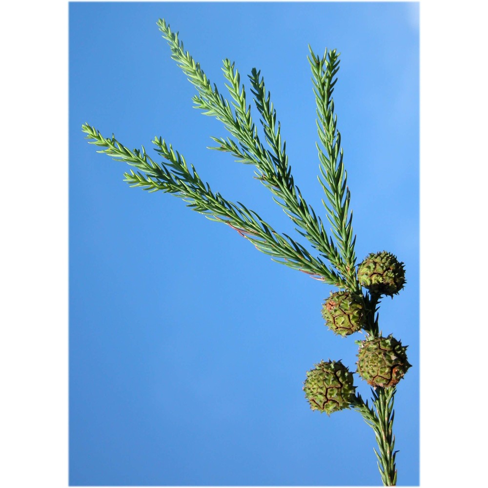 cryptomeria japonica (l. fil.) d. don