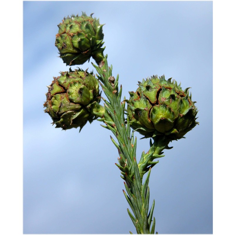 cryptomeria japonica (l. fil.) d. don