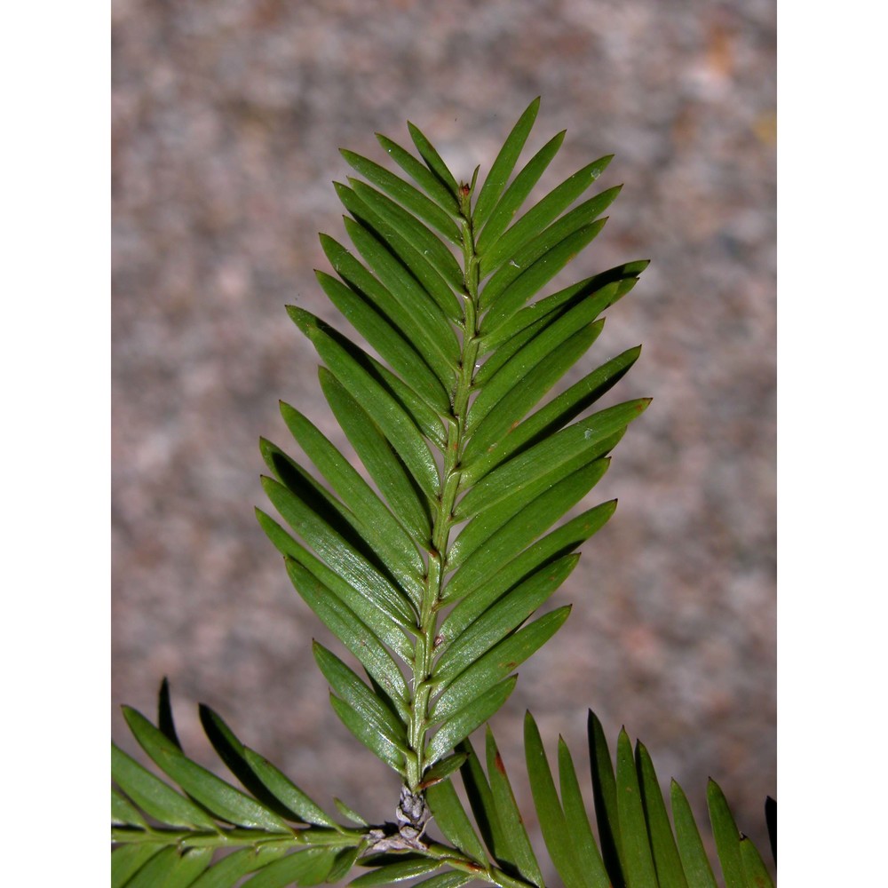 sequoia sempervirens (lamb.) endl.