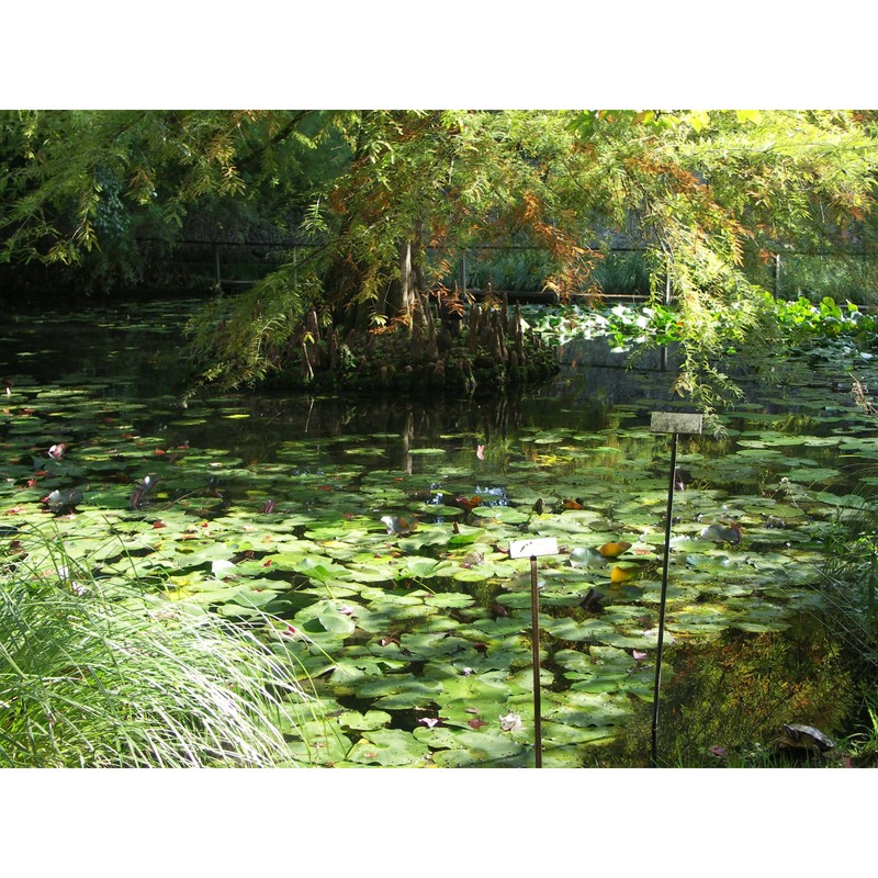 taxodium distichum (l.) rich.