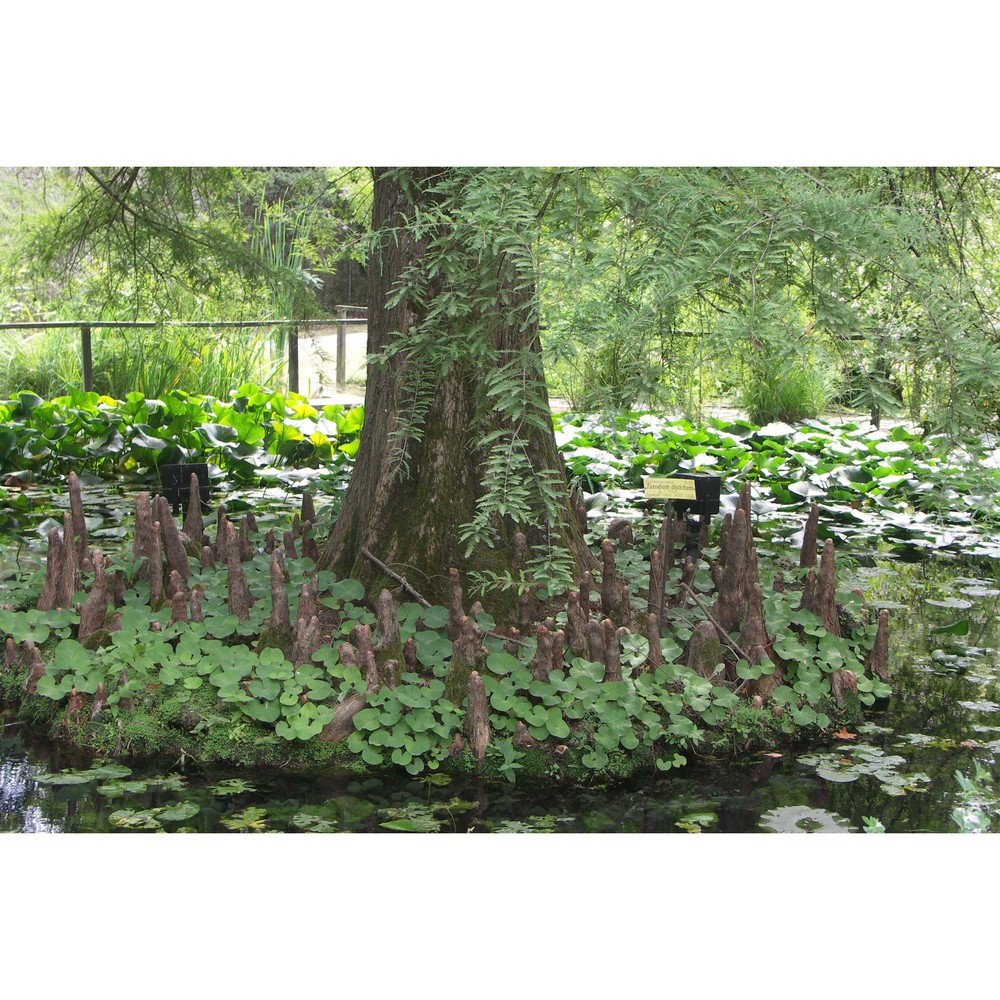 taxodium distichum (l.) rich.