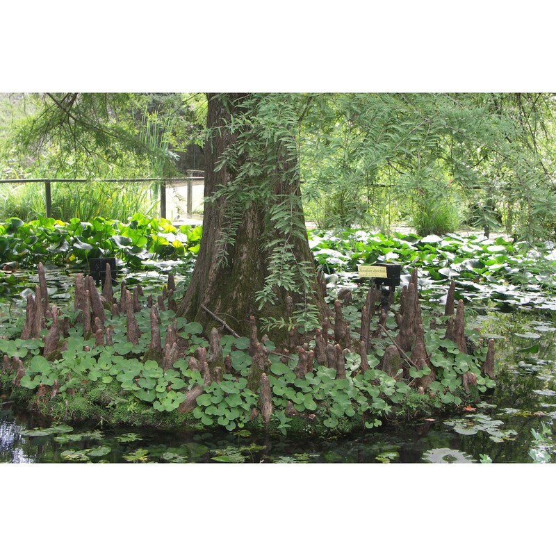 taxodium distichum (l.) rich.