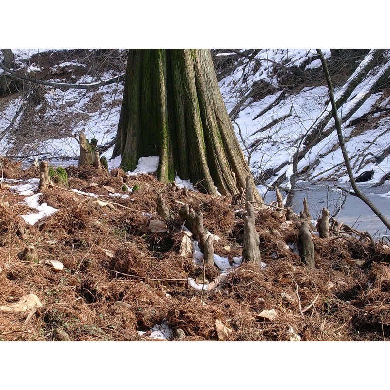 taxodium distichum (l.) rich.