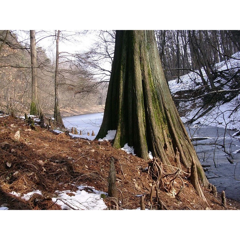 taxodium distichum (l.) rich.