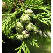 chamaecyparis lawsoniana (a. murray bis) parl.