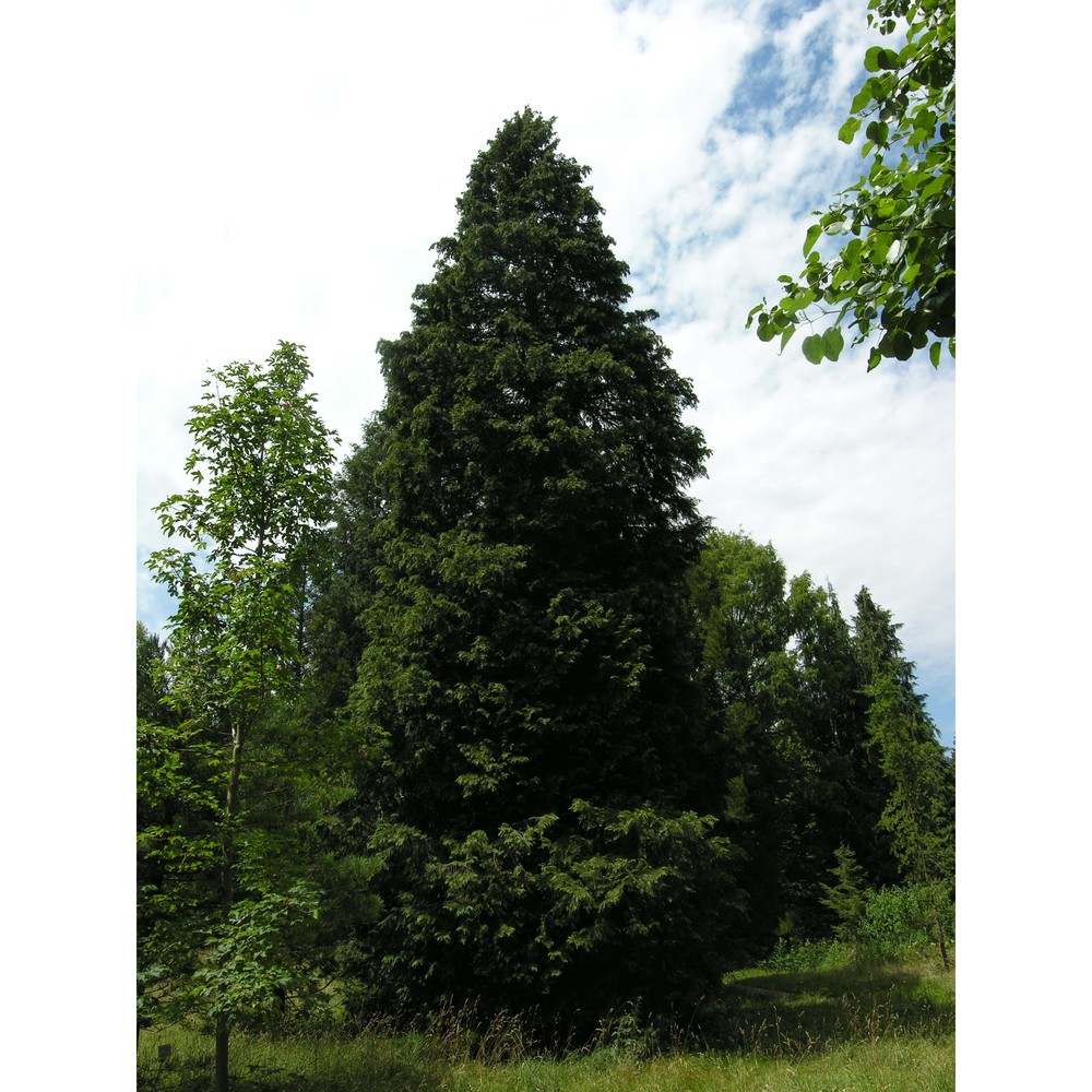 chamaecyparis lawsoniana (a. murray bis) parl.