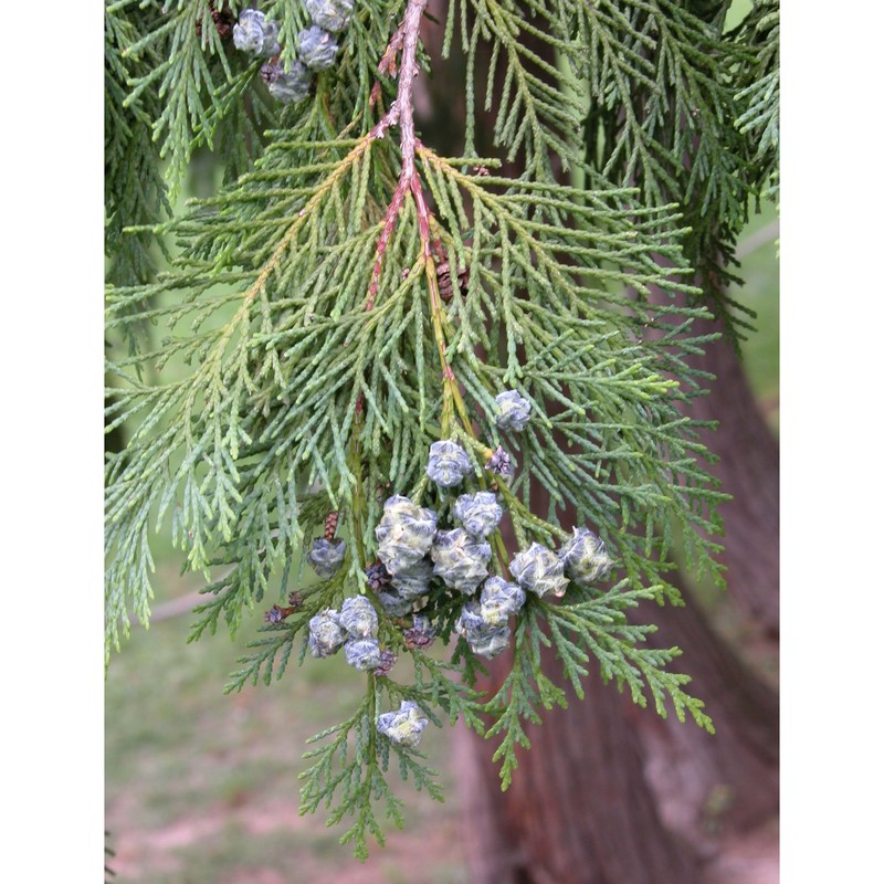 chamaecyparis lawsoniana (a. murray bis) parl.