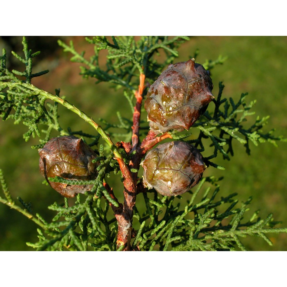 cupressus macrocarpa hartw.