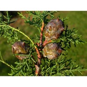 cupressus macrocarpa hartw.