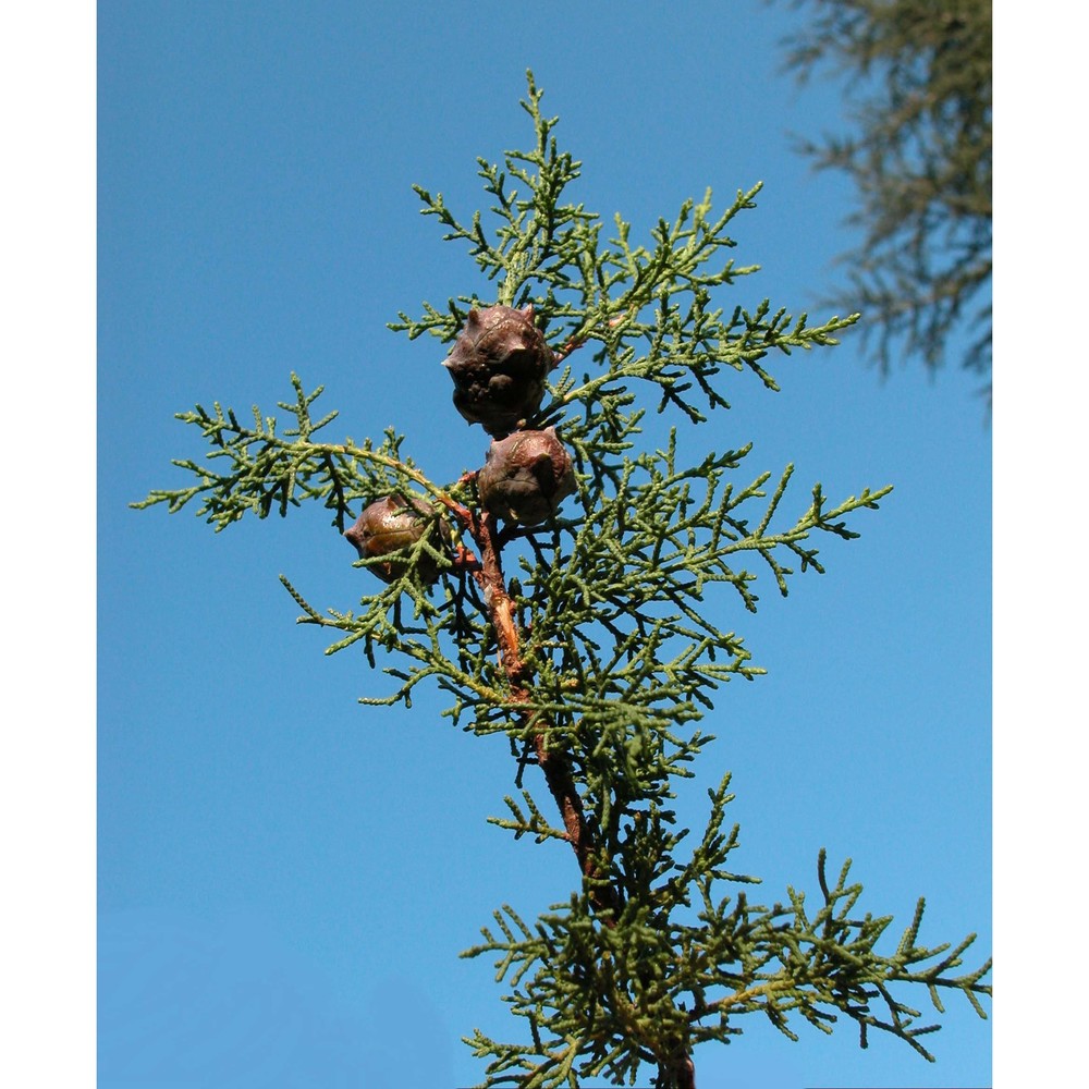 cupressus macrocarpa hartw.