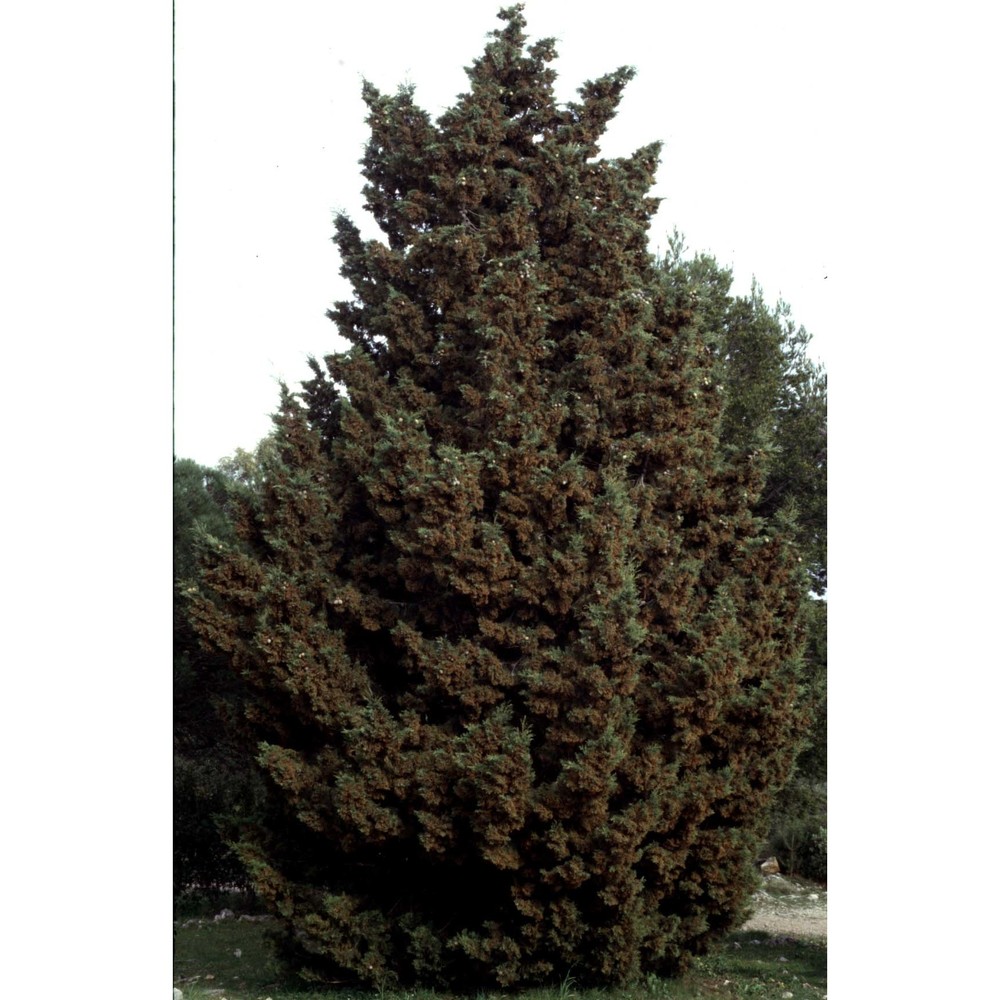 cupressus macrocarpa hartw.