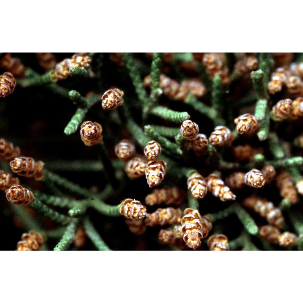 cupressus macrocarpa hartw.