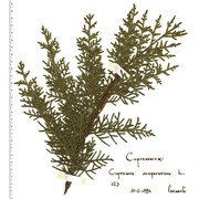 cupressus sempervirens l.