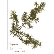 juniperus communis l.