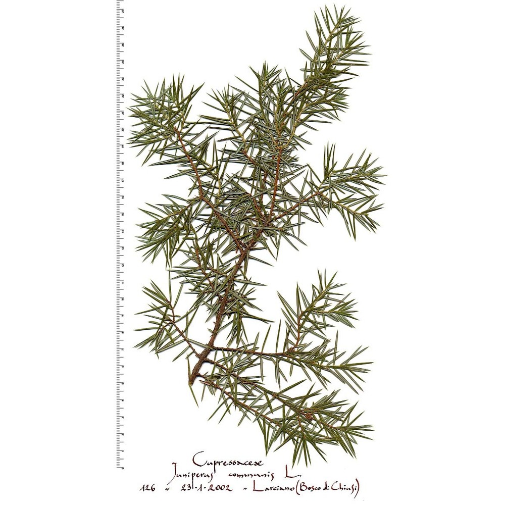 juniperus communis l.