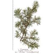 juniperus communis l.