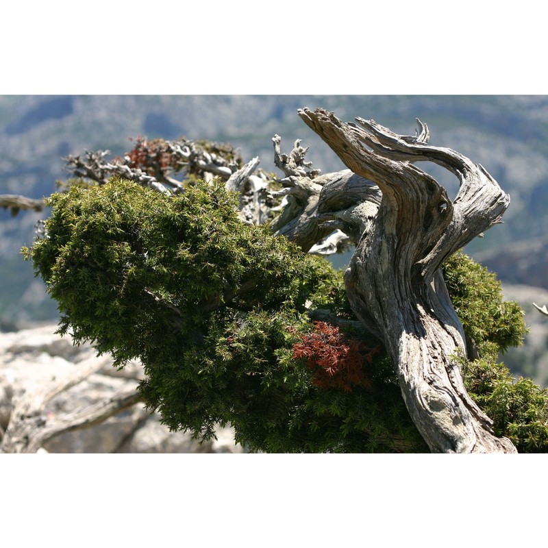 juniperus communis l.