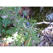 juniperus hemisphaerica c. presl