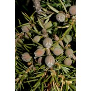 juniperus hemisphaerica c. presl