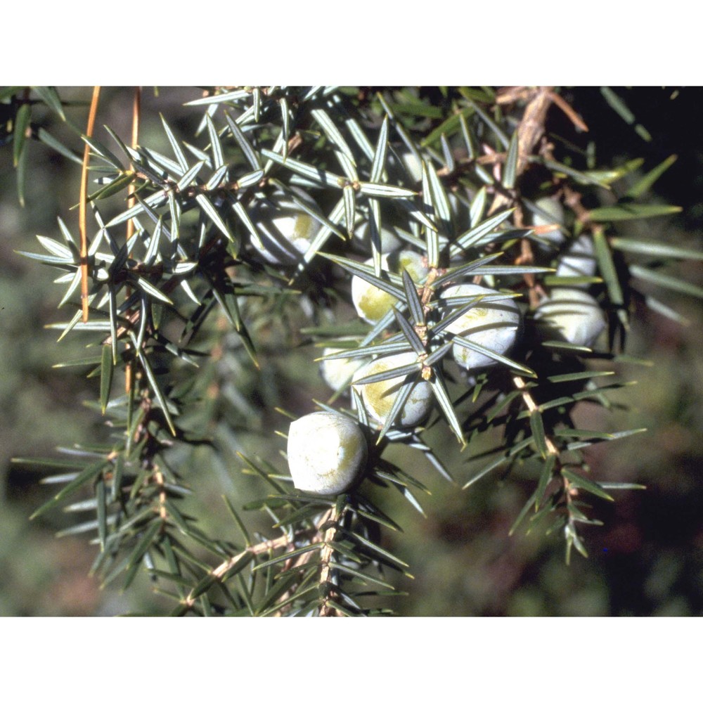 juniperus macrocarpa sm.