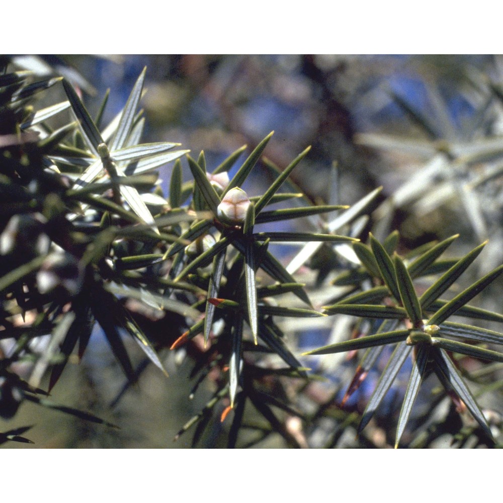 juniperus macrocarpa sm.