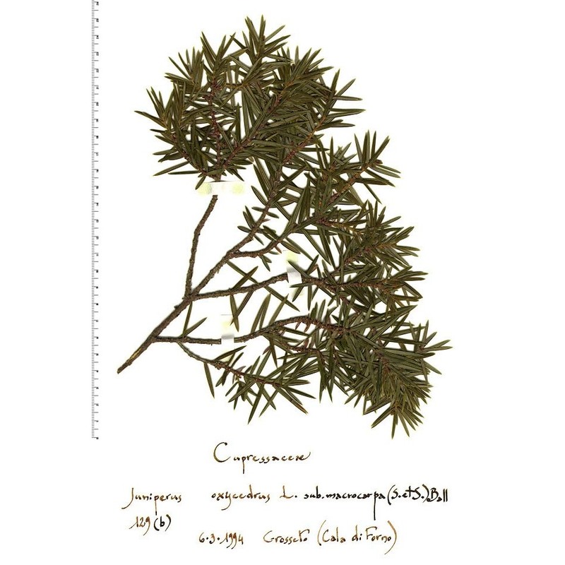 juniperus macrocarpa sm.