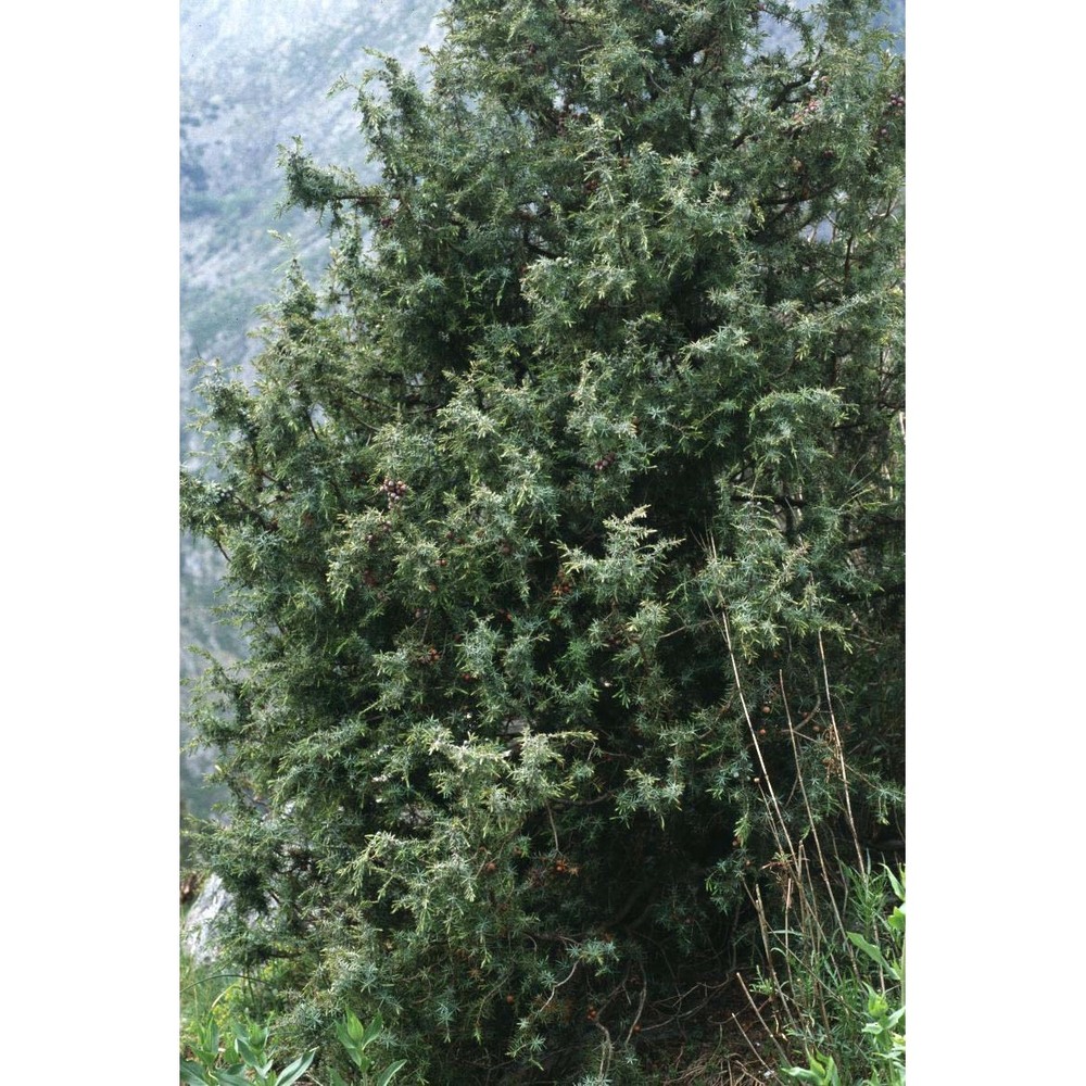 juniperus oxycedrus l.