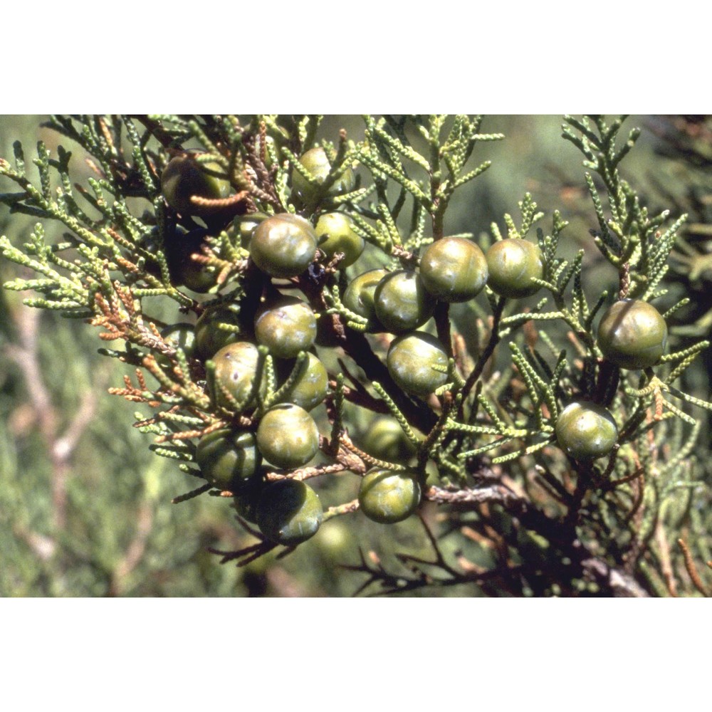 juniperus phoenicea l.