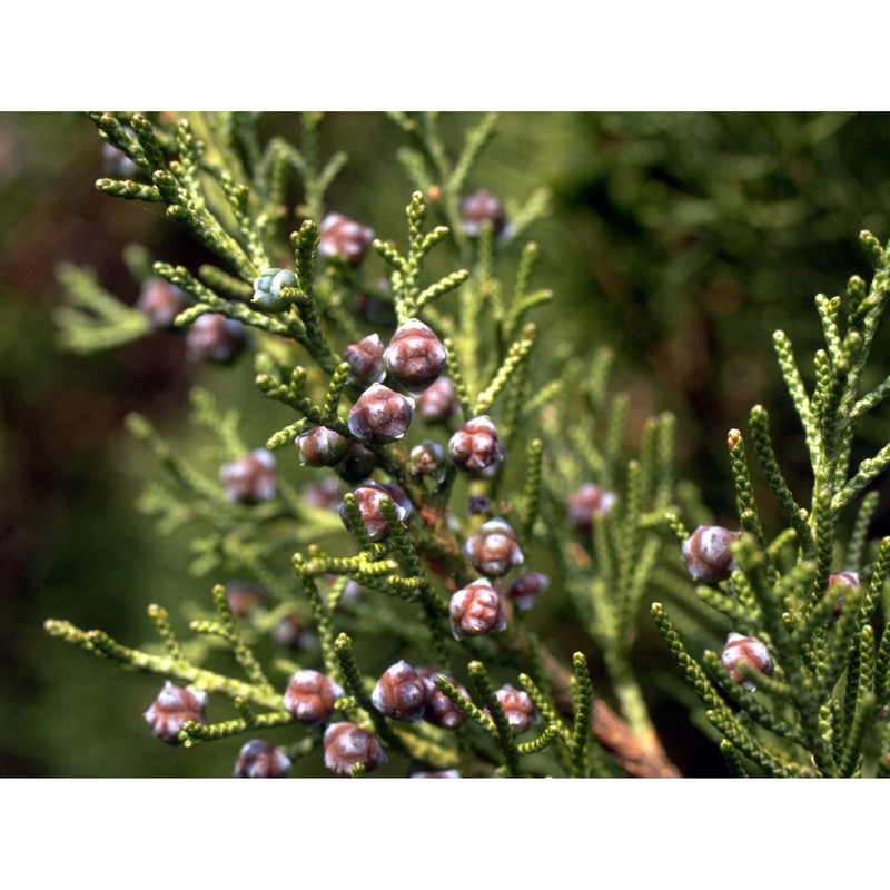 juniperus phoenicea l.