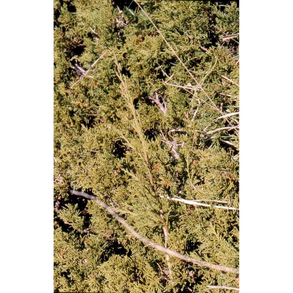 juniperus sabina l.