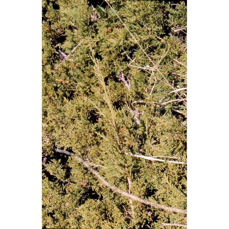 juniperus sabina l.