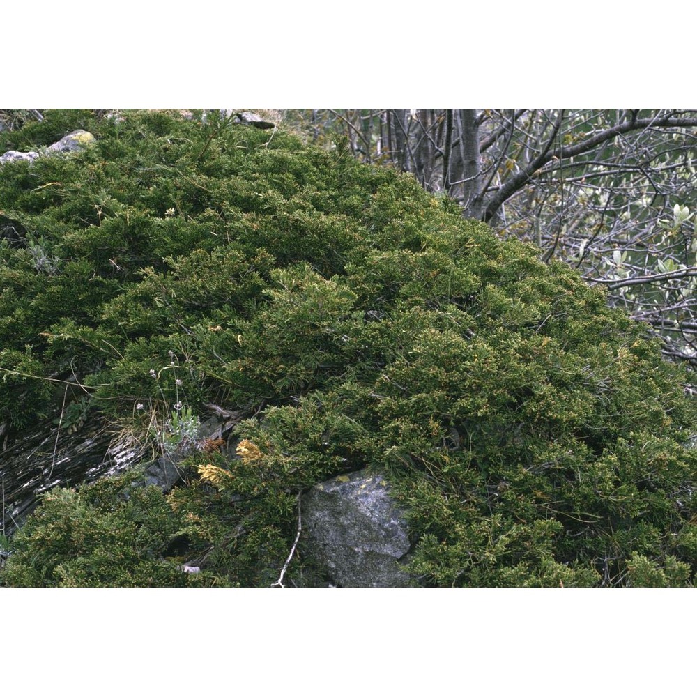 juniperus sabina l.