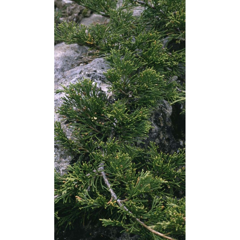 juniperus sabina l.