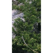 juniperus sabina l.
