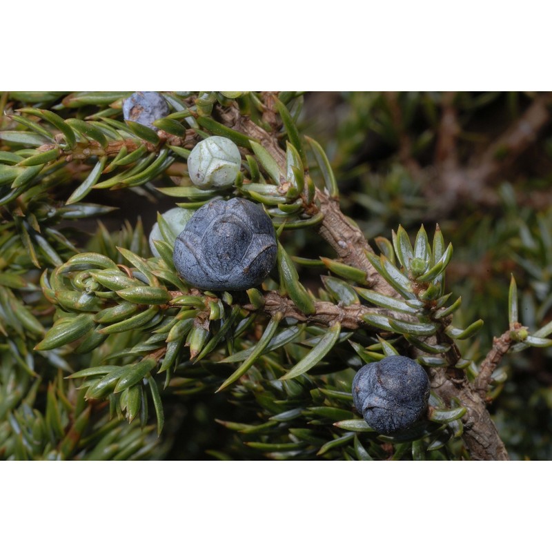 juniperus sibirica burgsd.