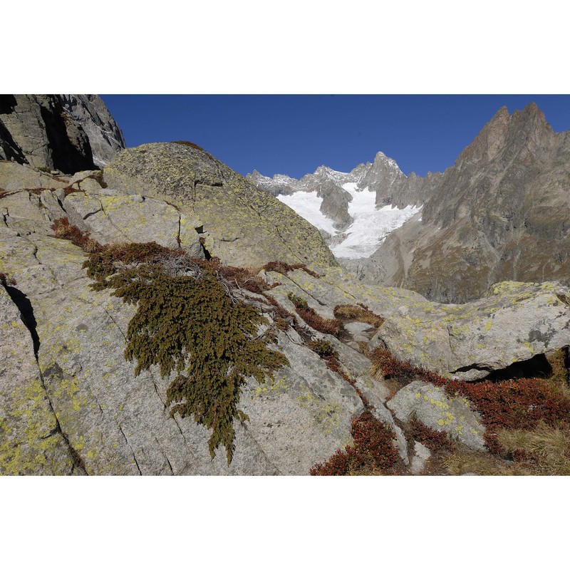 juniperus sibirica burgsd.