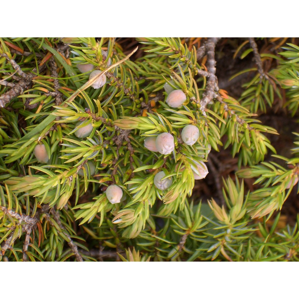 juniperus sibirica burgsd.