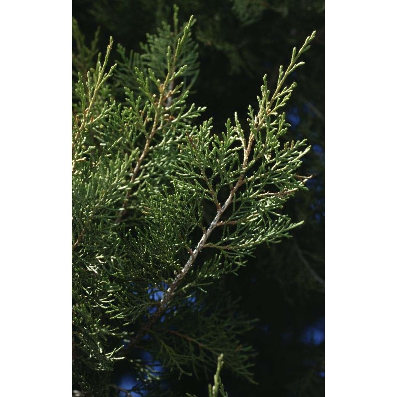 juniperus thurifera l.