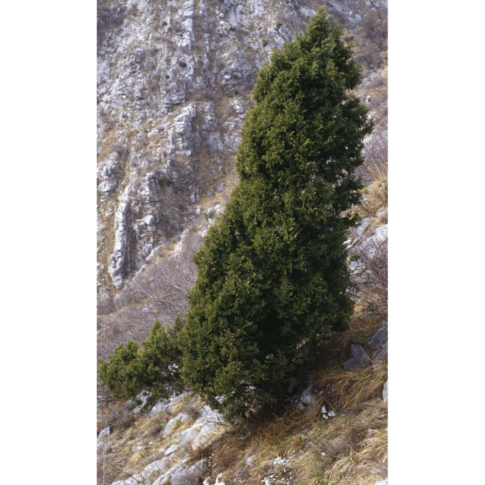 juniperus thurifera l.