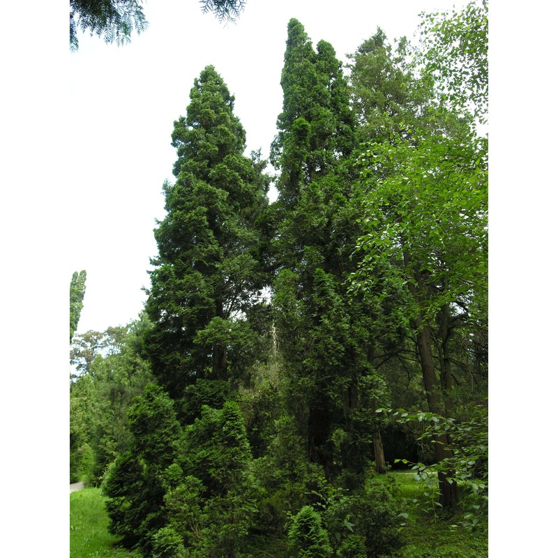 juniperus virginiana l.