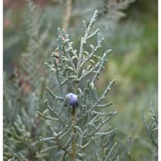 juniperus virginiana l.