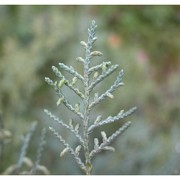 juniperus virginiana l.