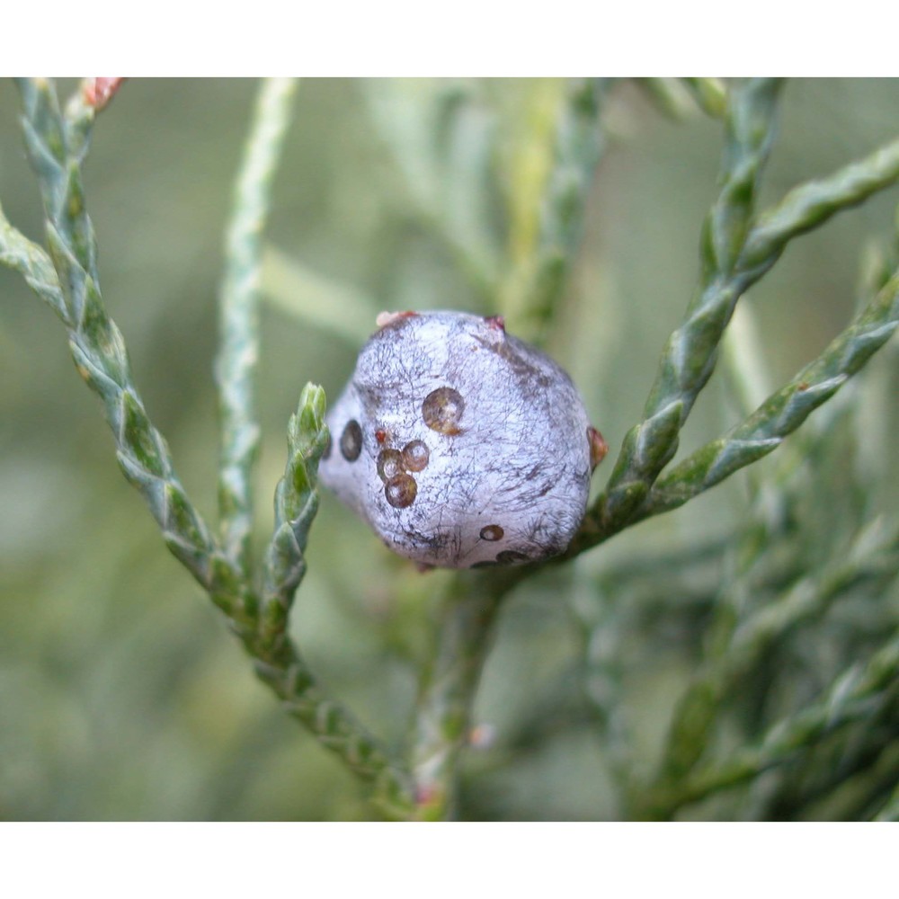 juniperus virginiana l.