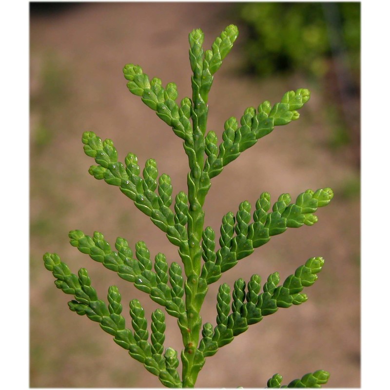 thuja occidentalis l.