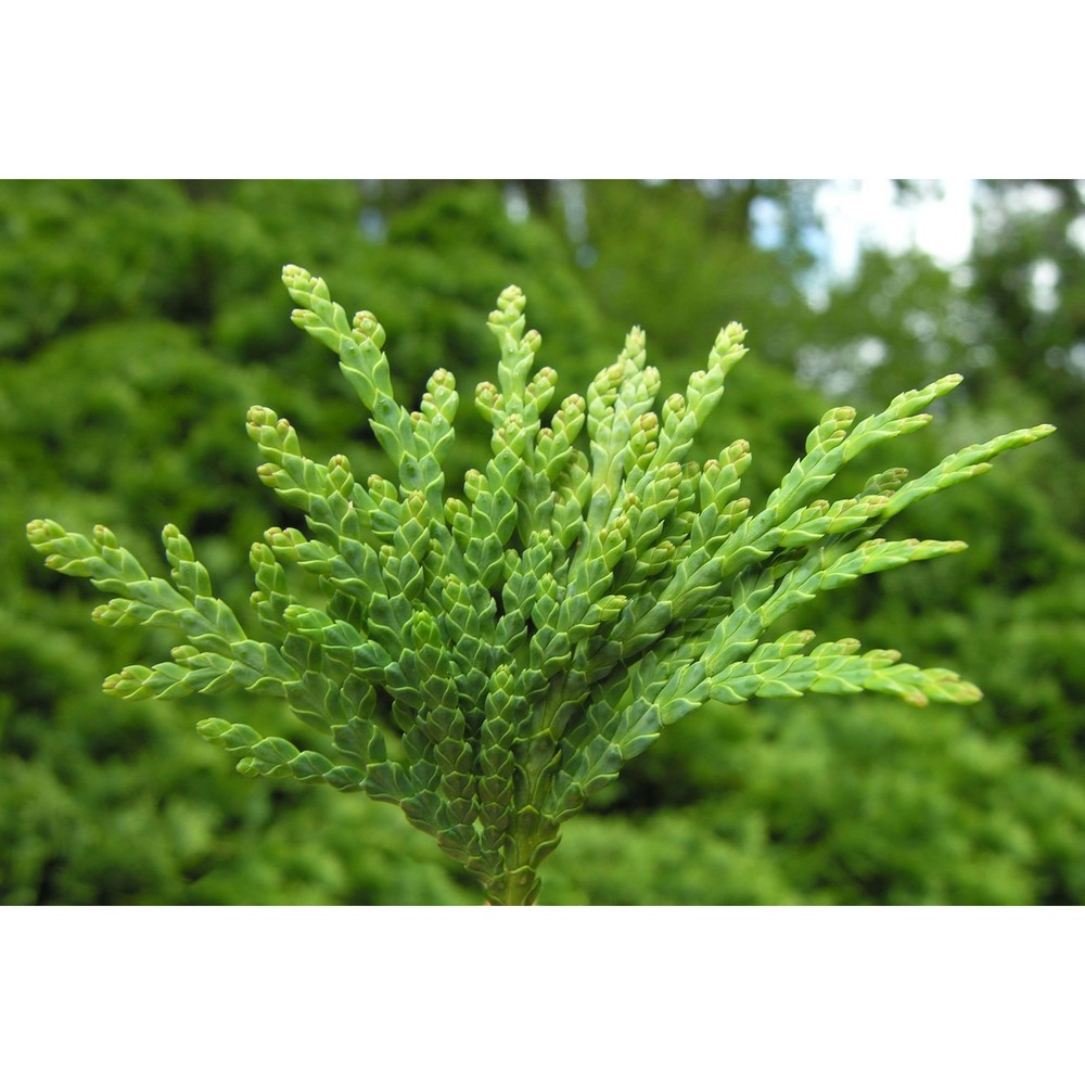 thuja occidentalis l.