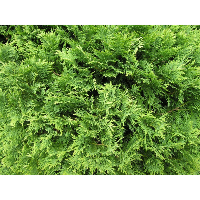 thuja occidentalis l.