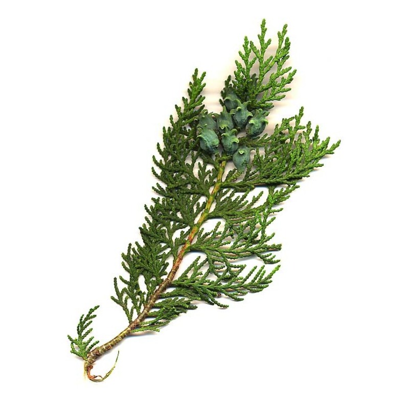 thuja orientalis l.