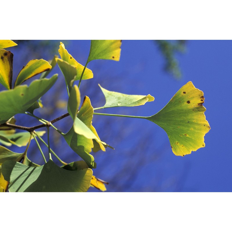 ginkgo biloba l.