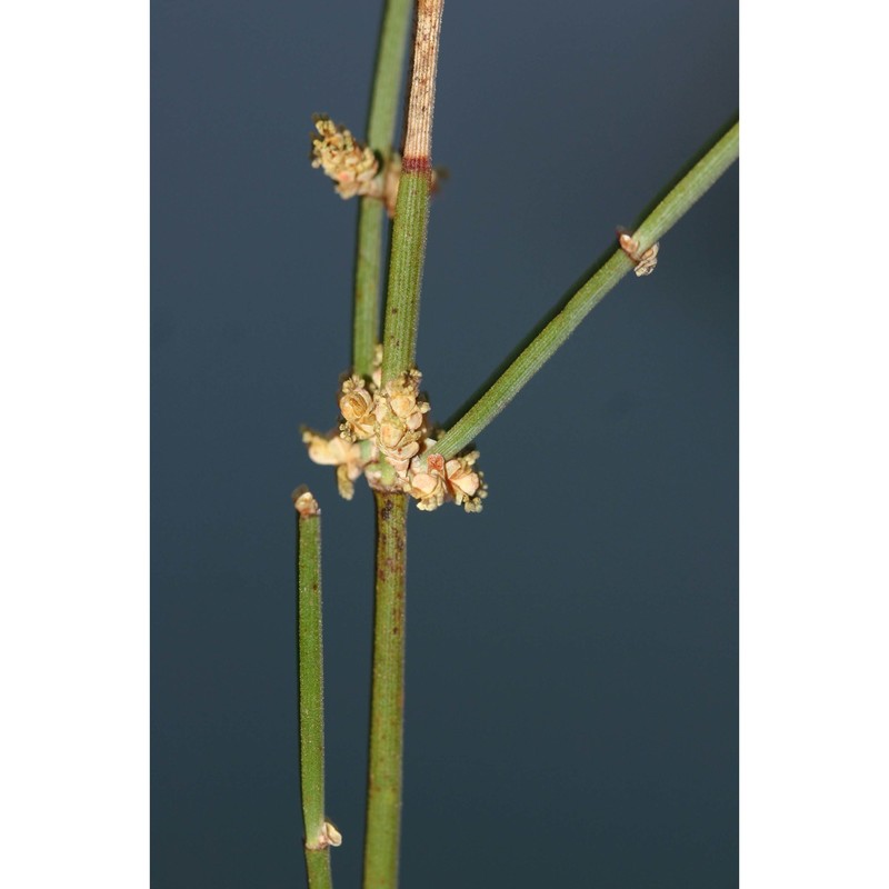 ephedra distachya l.